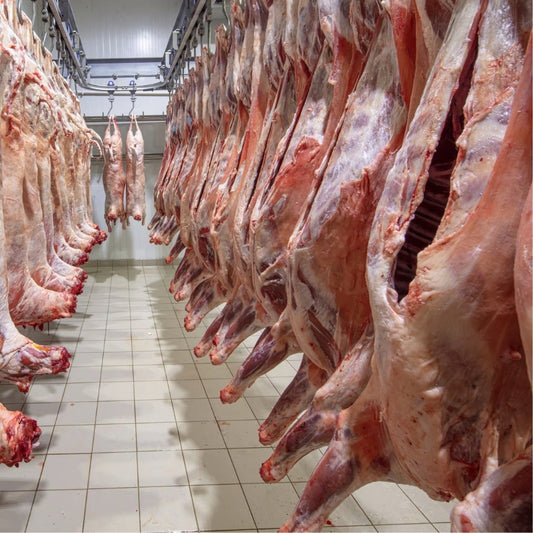 Heel Lam 20-21kg | € / stuk